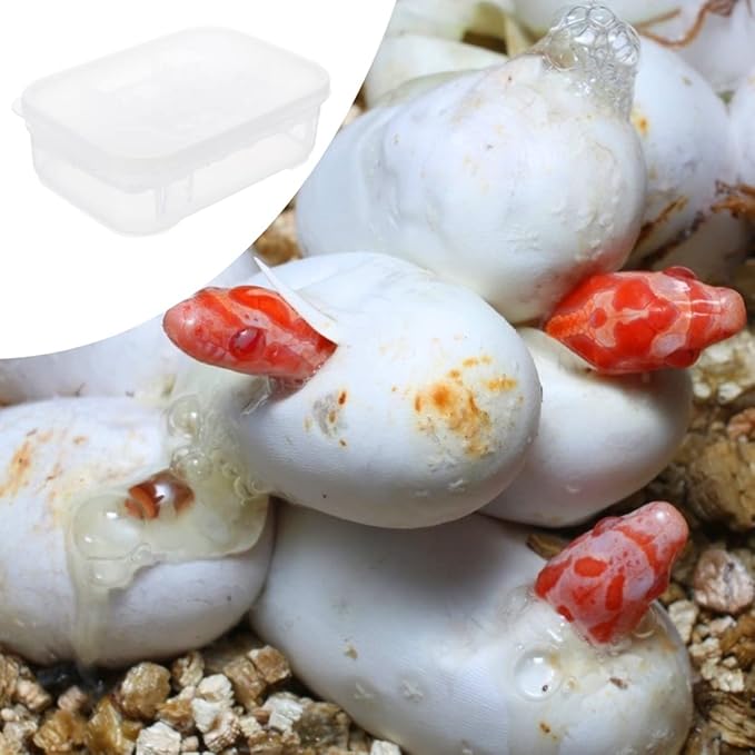 3pcs Box Container Hatching Reptile Lizards Lizard Breeding Snake for Tray Gecko Hatchery Feeding Hatcher Transparent Reptiles Eggs -Layer Grids Incubation Drawer Incubator
