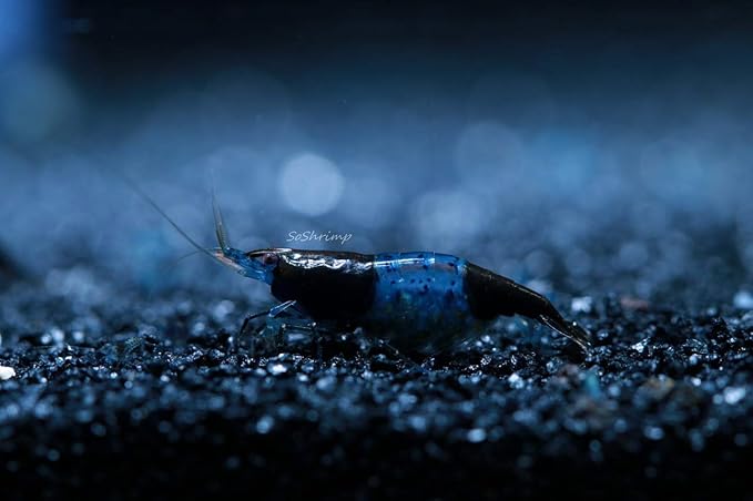 Live Freshwater Aquarium Shrimp - Neocaridina (Carbon Rili, 5 Pack)