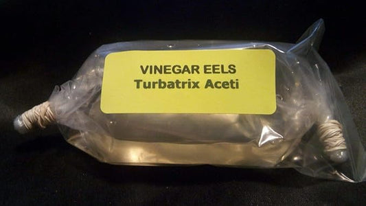 4 OZ Live Vinegar EEL Culture Turbatrix Aceti Starter Fry Food