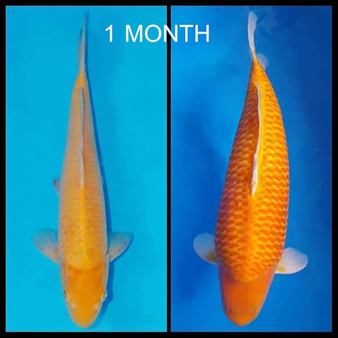 HULX Koi Fish Food Sinking Pellets for Big Muscle & Mass Weight Gain, Whey Mixed High Protein 60% Fast Growth Formula 1.3 Lb.(600 Gram.) 2mm, Healthy Nutrition Color Enhancer, Clear Water Pond Food