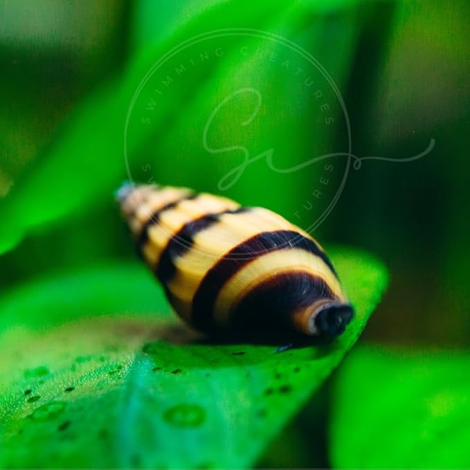 Swimming Creatures 6 Assassin Snails Live for Freshwater Aquarium(Clea Helena) 0.5" - 1"