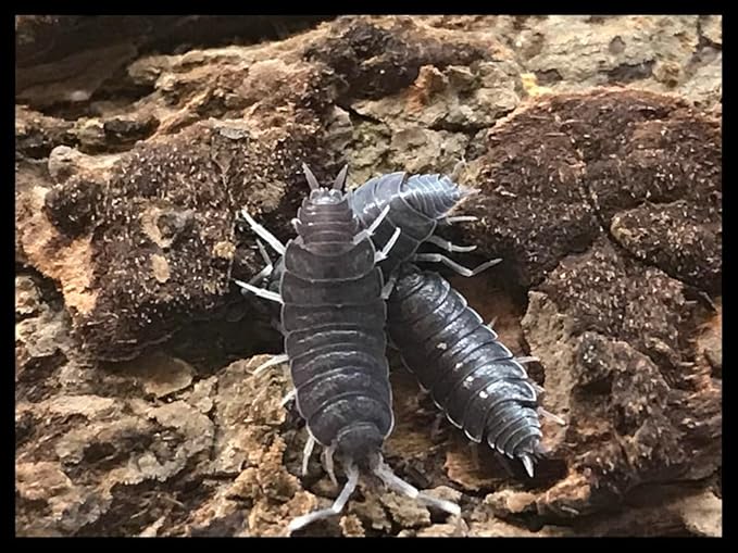 Critters Direct Powder Blue Isopods (Qty-20) & Springtails (8 oz Seeding Culture) Combo Package, for Amphibian/Reptile/Invertebrate Bioactive Habitats