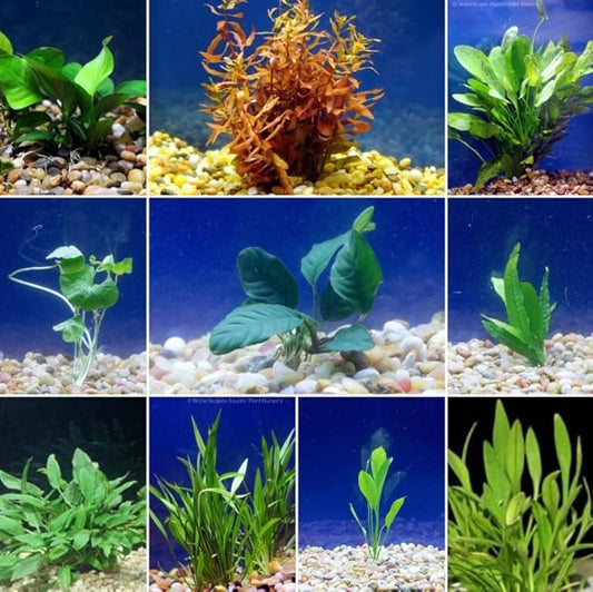 Live Freshwater Aquarium Plants - 10 Assorted Bundle Rooted for Fish Tanks - (Grower's Choice) Beginner Friendly