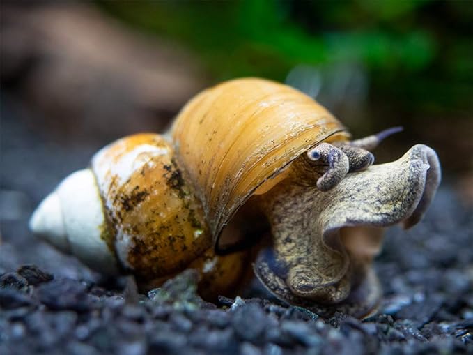 Aquatic Arts 5 Japanese Trapdoor Snails | Pond Snail/Freshwater Aquarium Clearer/Tetra Pond Clarifier/Filter | Great with Hornwort Plants