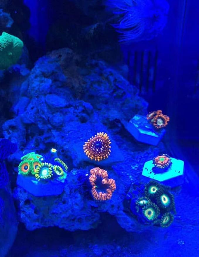 Aquarium Choice Big Size Ceramic Coralline Coral Frag Plugs Coral frag Plate Base
