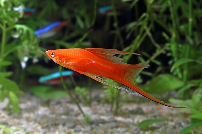 Guppy Micro Sinking Granules, Color Enhancing and Spirulina Mix for Guppies, Tetras, All Live Bearers, Baby Cichlids...WL 3-lbs 8oz Lg Jar