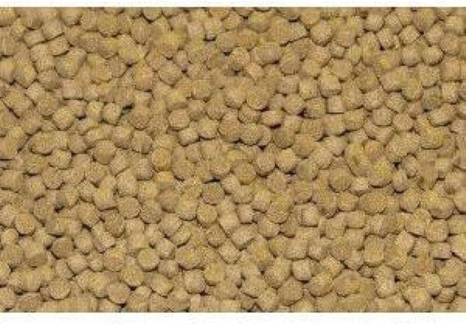 Northfin Cichlid Formula Fish Food – Slow Sinking Pellets for Cichlids (1mm, 250g) | Premium High-Protein, All-Natural Cichlid Diet to Enhance Color & Growth – No Fillers, No Hormones, Made in Canada