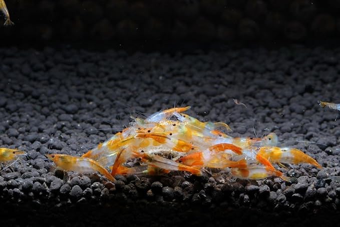 High Grade Neocaridina Live Freshwater Aquarium Shrimps.Mature Breeding Age. Choose Your Favorite Color of Shrimps (Orange Rili Shrimps, 10)