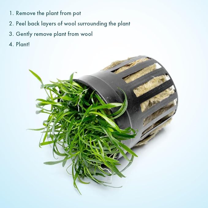 SubstrateSource Cryptocoryne Live Aquarium Plants - Freshwater Plant for Aquariums, Planted Fish Tanks - Beginner Friendly (Parva, 1 Pot (3-5 Plants))