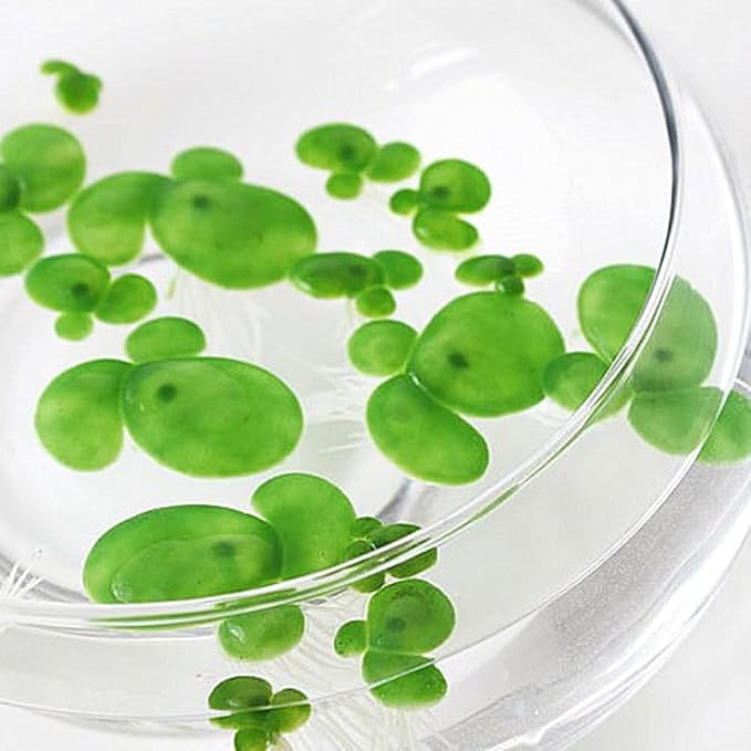 Balacoo 54 Pcs Artificial Mini Duckweed with Root, Mini Fake Duckweed for Aquarium Decor, Plastic Floating Fish Plants for Fish Tank Decor