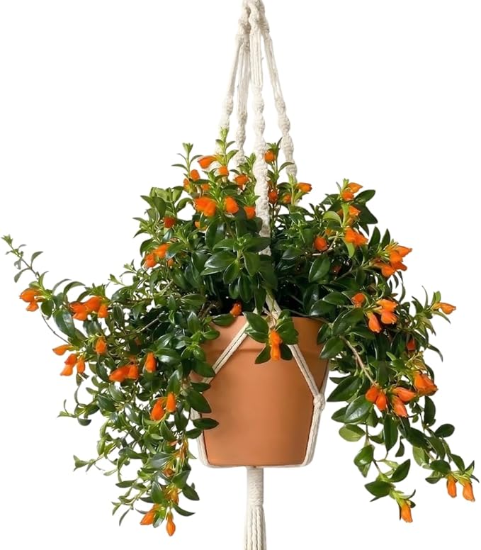 Trailing Goldfish Plants Live Houseplants | Live Columnea Nematanthus in 4-Inch Pot | Colorful Trailing Goldfish Plant for Indoors | Perfect for Tables & Home Décor | Ideal Gift for Plant Lovers