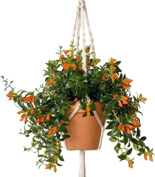 Trailing Goldfish Plants Live Houseplants | Live Columnea Nematanthus in 4-Inch Pot | Colorful Trailing Goldfish Plant for Indoors | Perfect for Tables & Home Décor | Ideal Gift for Plant Lovers