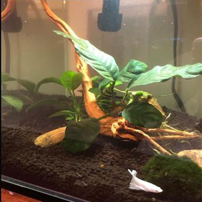 Emours Natural Aquarium Spider Wood Driftwood Tropical Fish Plant Habitat Decor Vary Sizes, 2 Pcs Set (Medium)