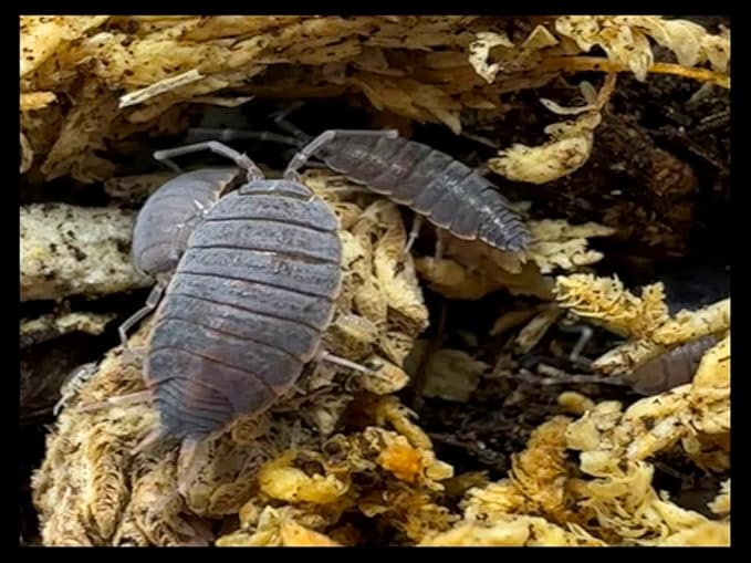 Critters Direct Powder Blue Isopods (Qty-20) & Springtails (8 oz Seeding Culture) Combo Package, for Amphibian/Reptile/Invertebrate Bioactive Habitats