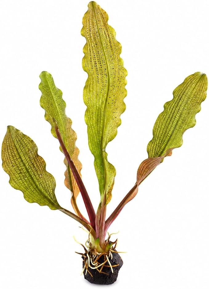 Madagascar Lace Plant Aponogeton madagascariensis, Live Aquarium Plant, Freshwater Aquatic Bulbs, Easy to Grow, Ideal for Planted Aquariums & Aquascapes Awesome Aquatic