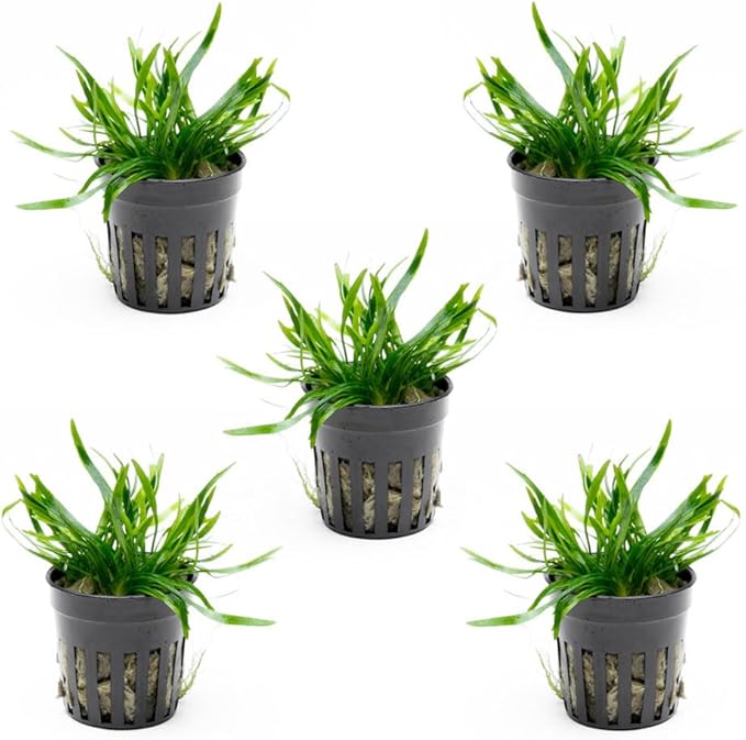 SubstrateSource Cryptocoryne Live Aquarium Plants - Freshwater Plant for Aquariums, Planted Fish Tanks - Beginner Friendly (Lucens, 5 Pots (20-25 Plants))