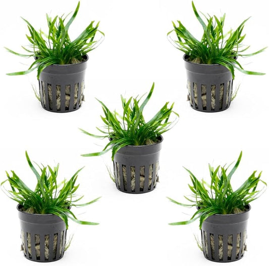 SubstrateSource Cryptocoryne Live Aquarium Plants - Freshwater Plant for Aquariums, Planted Fish Tanks - Beginner Friendly (Lucens, 5 Pots (20-25 Plants))