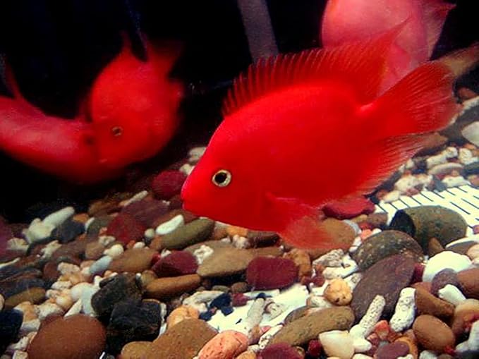 High Protein 45.5% Red Parrot Fish Food & Cichlid Fish Feed Floating Pellet 1.5 mm, 100 g. Astaxanthin Color Enhancing Highly Nutritious for Growth Fast, Big Body Healthy Shine Skin Tropical Fish