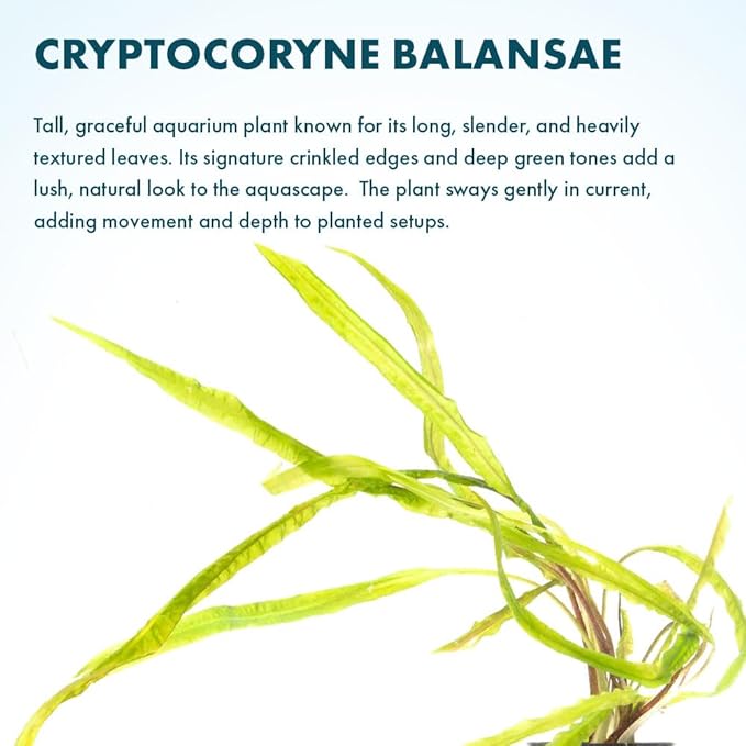 SubstrateSource Cryptocoryne Live Aquarium Plants - Freshwater Plant for Aquariums, Planted Fish Tanks - Beginner Friendly (Balansae, 3 Pots (15-20 Plants))