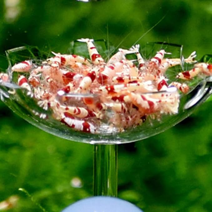 POPETPOP 2Pack Shrimp Feeding Dish-Shrimp Feeder,Shrimp Bowl Aquarium Transparent Feeder Container with Suction Cup Fish Tank Feeding Dish
