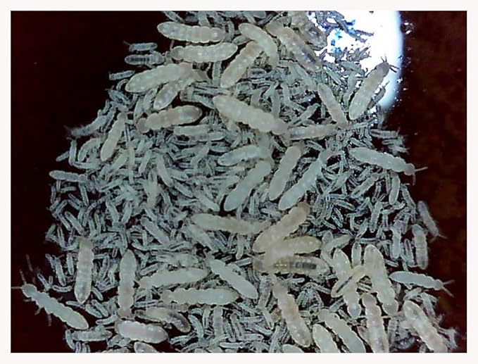 Critters Direct Powder Blue Isopods (Qty-20) & Springtails (8 oz Seeding Culture) Combo Package, for Amphibian/Reptile/Invertebrate Bioactive Habitats