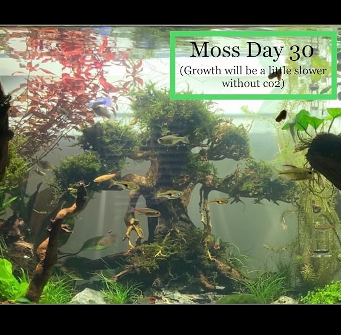 Christmas Moss Vesicularia Montagnei Live Freshwater Aquarium Plants Buy 2 Get 1