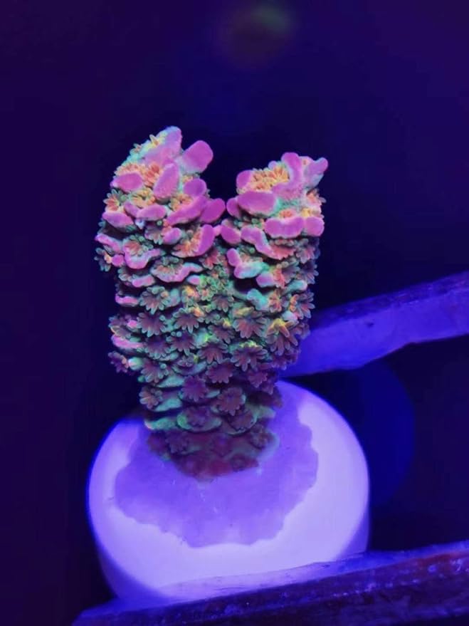 Aquarium Choice Reef Coral frag Plug Cyanoacrylate Adhesive/Glue (36 pcs 0.98 Inch Coral Tiles + 20g Cyanoacrylate Adhesive/Glue)