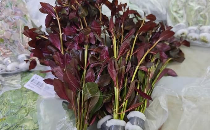 Swimming Creatures™ Live Aquarium Plants (10 Species Bundle)