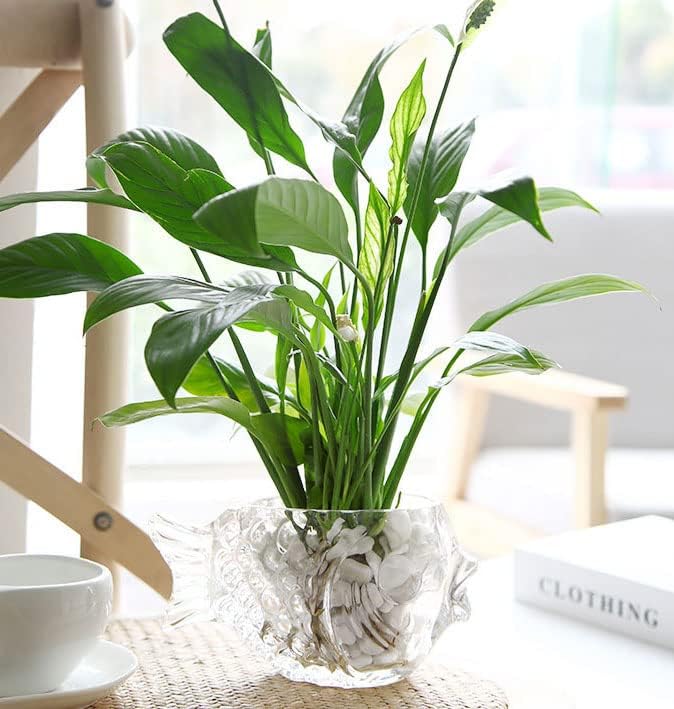 Fish Glass Bowl Multipurpose Living Room Turtle Tank Office Decoration Craft Ornaments Hydroponic Plant Utensils for Office,Living Room,Party,Restaurant