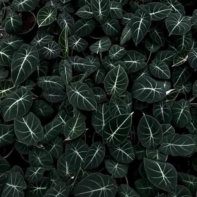 Pack 2 Black Velvet Alocasia Live Plant for Planting, Indoor Houseplant Alocasia Plant Live, 5 to 7 Inc Tall, Bare Root, Alocasia Colocasia Taro Plant for Ornamental Plants