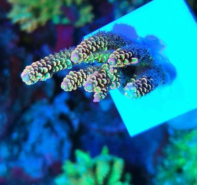 Aquarium Choice Big Size Ceramic Coralline Coral Frag Plugs Coral frag Plate Base