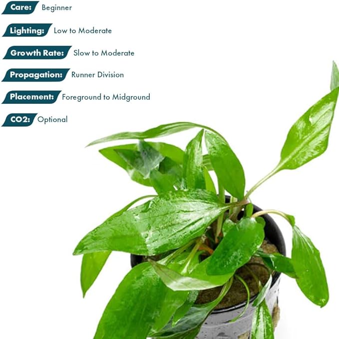 SubstrateSource Cryptocoryne Live Aquarium Plants - Freshwater Plant for Aquariums, Planted Fish Tanks - Beginner Friendly (Petchii, 1 Pot (3-5 Plants))