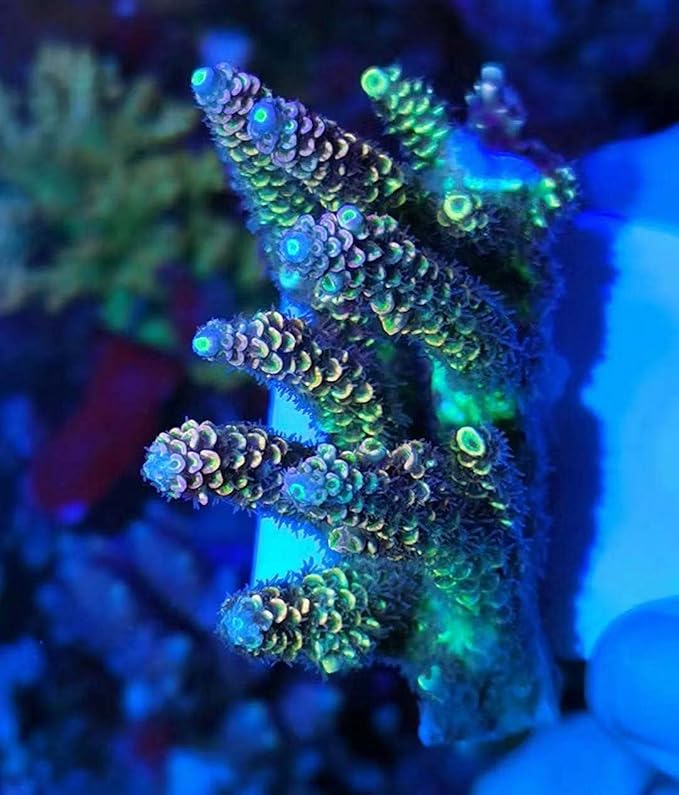 Aquarium Choice Big Size Ceramic Coralline Coral Frag Plugs Coral frag Plate Base