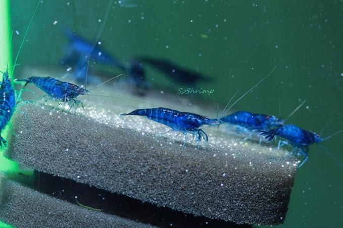 Live Freshwater Aquarium Shrimp - Neocaridina (Blue Dream, 10 Pack)