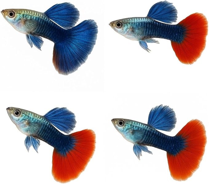 10+ Dambo Red Rose Live Fish - Premium High-Color Strain, Active & Hardy Tropical Aquarium Fish, Vibrant Gold Body