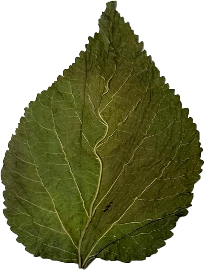 Awesome Aquatic Mulberry Shrimp Leaves Natural Botanical Leaf Food Organic Treat Aquarium Fish Shrimp Terrarium High Protein Vitamin Mineral Fiber Healthy Habitat Environment (Mulberry 50 pk)