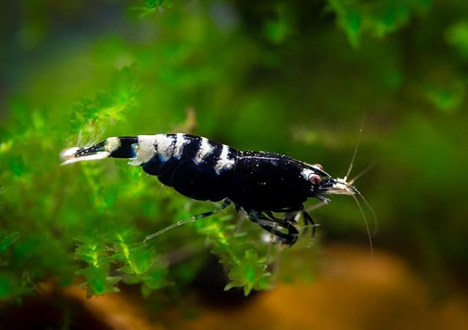 ShrimpRack™ 10 Black German Pinto Freshwater Aquarium Shrimps 1/4 to 1/2 inch Long.