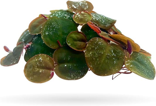 Aquarigram 60+ Leaves Red Root Floaters Live Floating Plants for Aquarium (Phyllanthus Fluitans)…