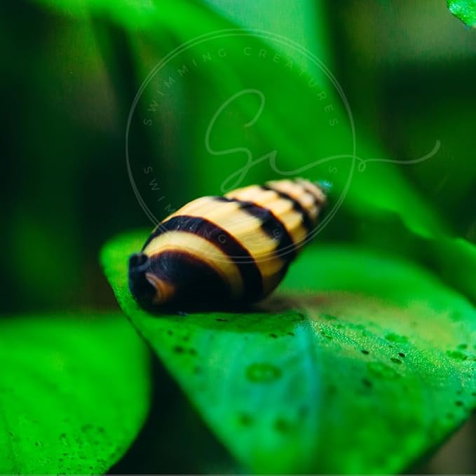 Swimming Creatures 6 Assassin Snails Live for Freshwater Aquarium(Clea Helena) 0.5" - 1"
