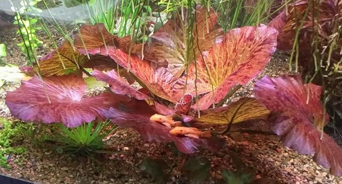 Marcus Fish Tanks - Tiger Lotus Lily Nymphaea Lotus - Live Aquarium Plants - Freshwater Aquatic Plant Buy 2 Get 1