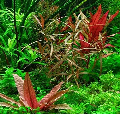 (Cryptocoryne Pink Flamingo Mini) Live Aquarium Plants in Tissue Culture Cup Anubias, Cryptocoryne, Bucephalandra, Piptospatha Ridleyi and More 100% Pest Snail and Algae free by Greenpro