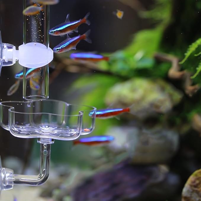 DONGKER Shrimp Feeding Dish,Acrylic Aquarium Shrimp Feeder Dish Bowl Tray with Suction Cup for Freshwater Saltwater Tanks
