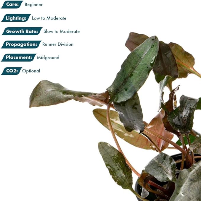 SubstrateSource Cryptocoryne Live Aquarium Plants - Freshwater Plant for Aquariums, Planted Fish Tanks - Beginner Friendly (Wendtii Brown, 1 Pot (3-5 Plants))