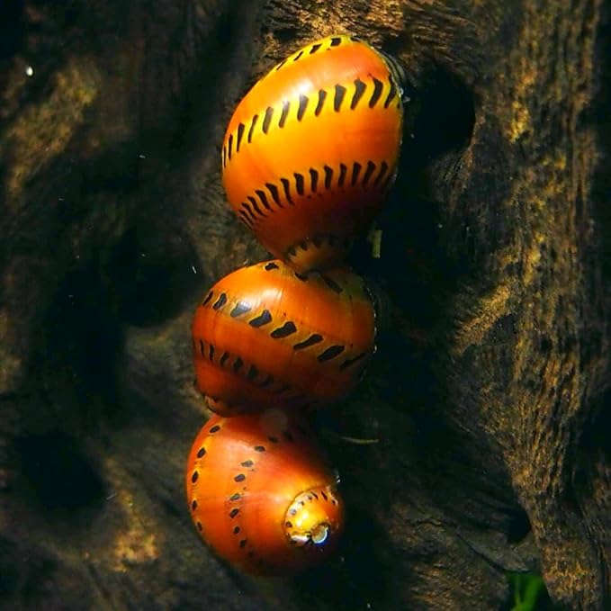 Tiger Nerite Live Mystery Snails for Freshwater Aquarium (4 Pack) - Live Beautiful Freshwater Aquarium Snail
