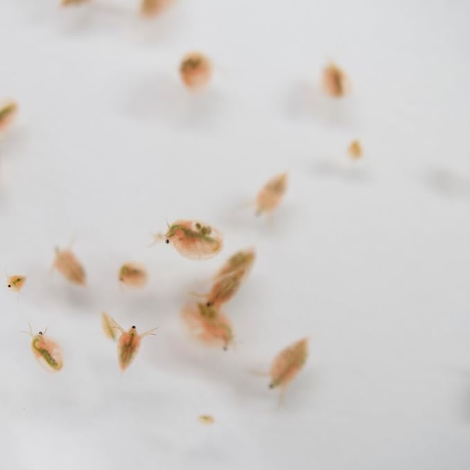 Aquatic Arts Live Daphnia Magna 200PK, Fish Food, Freshwater Crustaceans Plankton for Freshwater Aquarium, Food for Betta Fish Tank Live Freshwater Fish Food, Fish Tank Cleaner