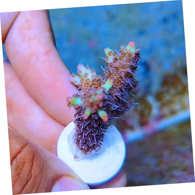 balacoo 30pcs Coral Breeding Bases Lightweight Stable Ceramic Reef Accessories for Coral Propagation for Hard and Aquariums Supports Growth Reproduction