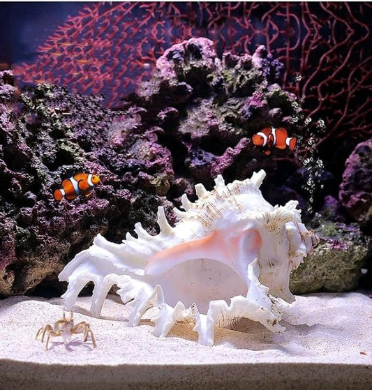 YZHZOM 5.5‘’ to 6.3‘’ Large Natural Conch Shell Fish Tank Hideout Fish Tank House Natural Conch sea Shells for Fish Tank,Air Plant,Home Decorations,DIY Crafts