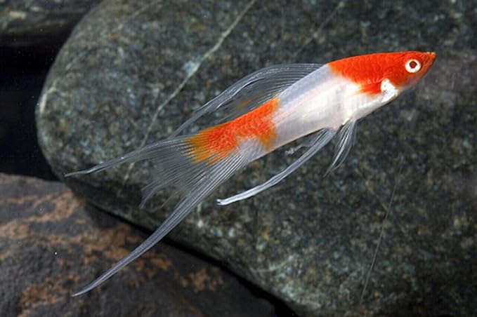 Live Bearer Ultra Red Color Enhancing 1.5mm-2mm Floating Pellets. Color Enhancing in 10-Days for Swordtails, Platies, All Live Bearers…3-lbs 8oz Large Jar