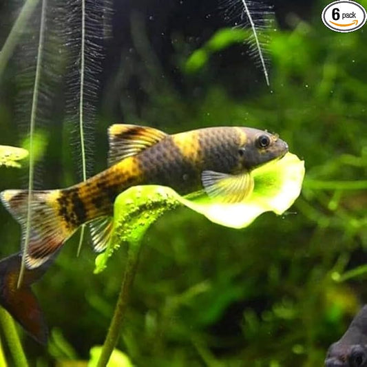 6-Pack Panda Garra 1” – Peaceful Freshwater Aquarium Fish for Community Tanks