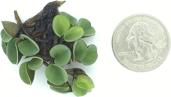 Asian Watermoss, Salvinia cucullata, Live Aquarium/Aquatic/Freshwater/Floating/Pond Plant, Planted Tank, Aquascaping by Aquarium Plant Center (6 Plants)